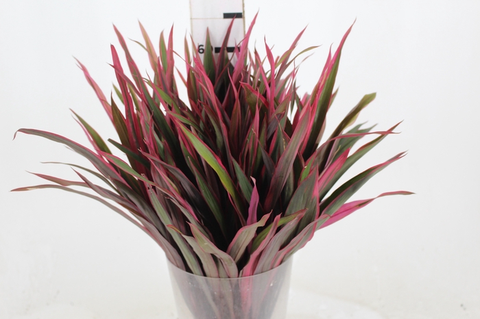 <h4>FOLHAGEM DRACENA PENACHO DE INDIO 060 CM</h4>