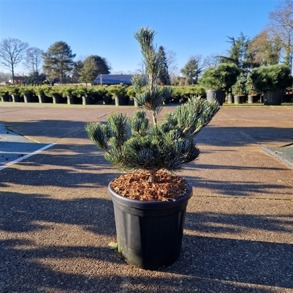 <h4>Pinus parviflora 'Aui'</h4>