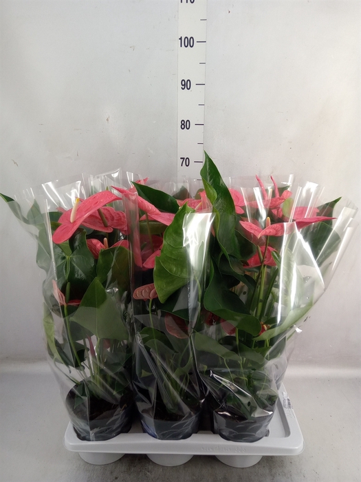 <h4>Anthurium  'Karma Pink'</h4>