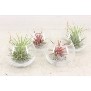 arr3 CP - Mini glas bol x9