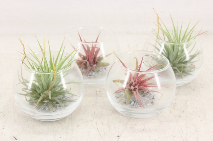 <h4>arr3 CP - Mini glas bol x9</h4>