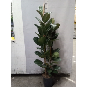 Ficus elastica 'Robusta'