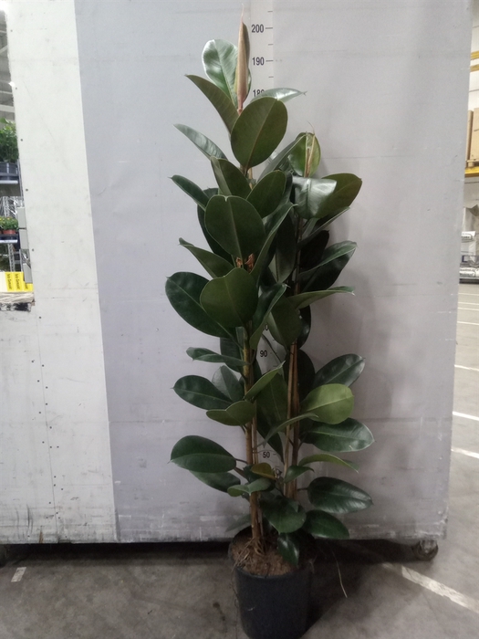 <h4>Ficus elastica 'Robusta'</h4>