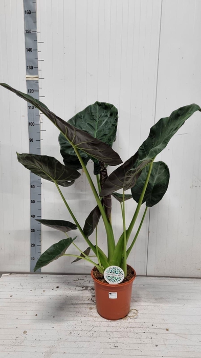 <h4>ALOC REGAL SHIELDS</h4>