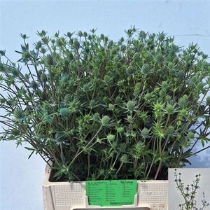 Eryn Pl Blue Glitt 75cm