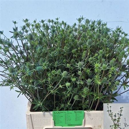 <h4>Eryn Pl Blue Glitt 75cm</h4>
