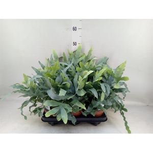 Phlebodium aureum 'Blue Star'