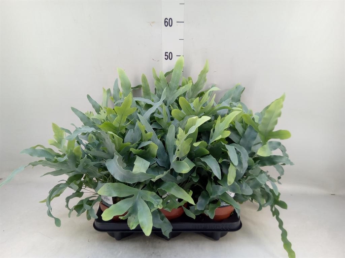 <h4>Phlebodium aureum 'Blue Star'</h4>