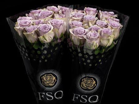 <h4>R Gr Shocking Blue</h4>