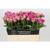 Paeonia Glory Hallelujah