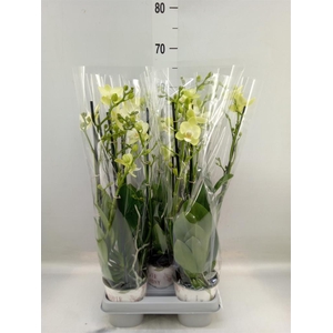 Phalaenopsis   ...mix