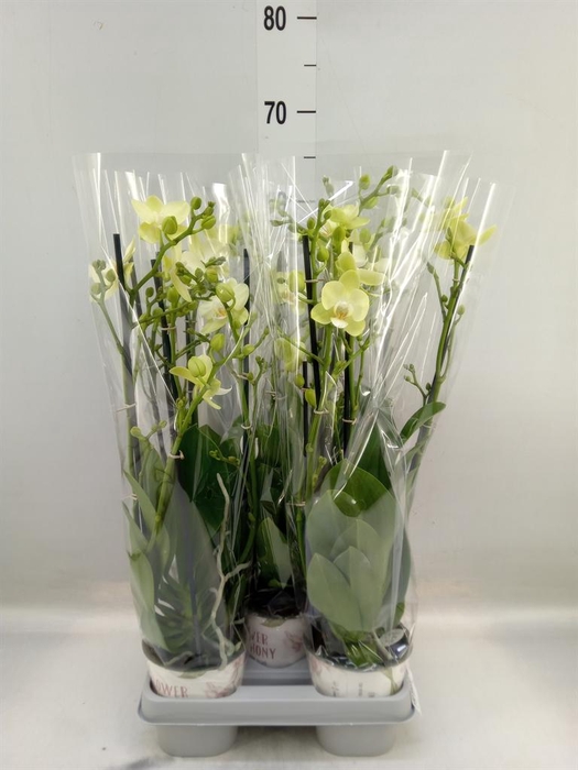 <h4>Phalaenopsis ...mix</h4>