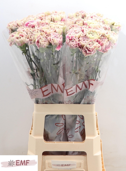 <h4>DI ST ANTIGUA</h4>