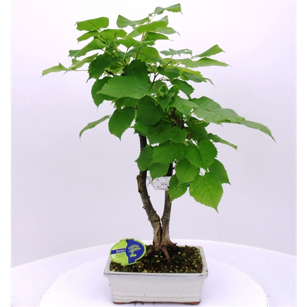 <h4>Tilia cordata</h4>