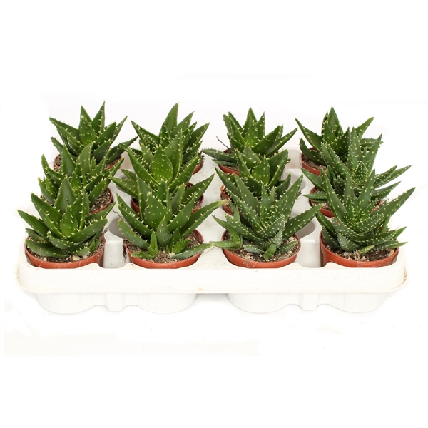 <h4>Aloe mitriformis 8,5 cm</h4>