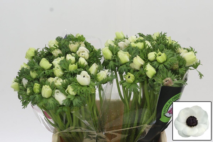 <h4>ANEM CO MIS + WHITE</h4>