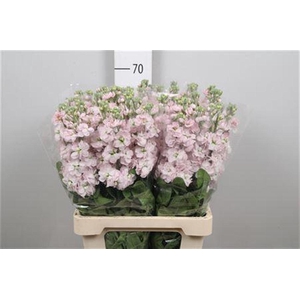 Matth Milla Light Pi