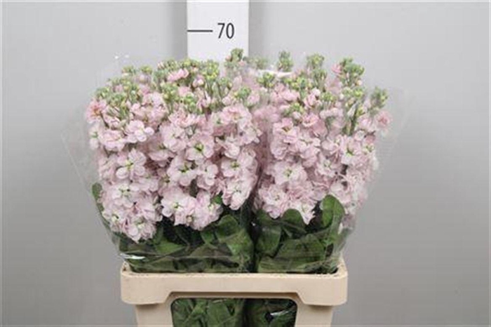 <h4>Matth Milla Light Pi</h4>