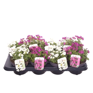 Arabis caucasica mix