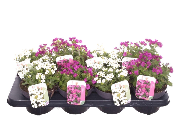 <h4>Arabis caucasica mix</h4>