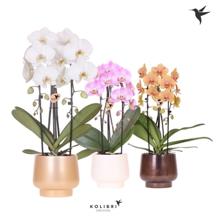 Kolibri Orchids Phalaenopsis Cascade Niagara Fall mix 2 spike in Scandic pot gold mix