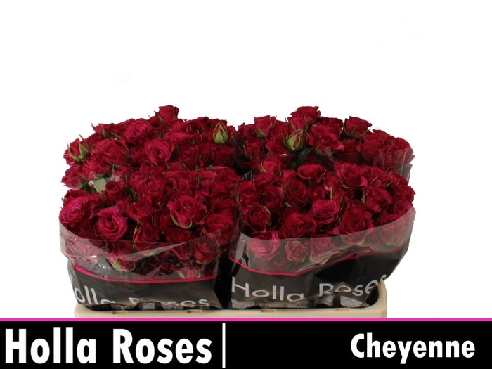 <h4>ROSA TR 'CHEYENNE'</h4>