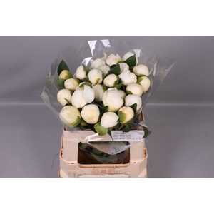 Paeonia Bridal Shower