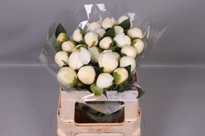 <h4>Paeonia Bridal Shower</h4>