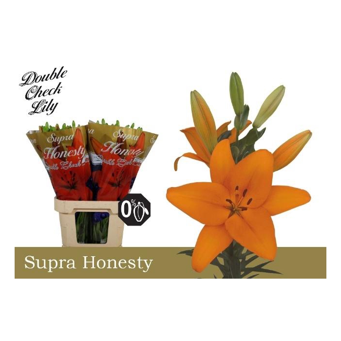 <h4>Li La Honesty</h4>