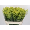 Solidago Tara Gold Buiten