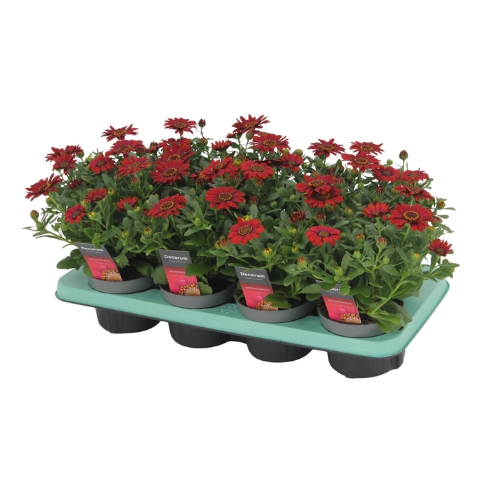 <h4>Osteospermum Sunny Dixie Decorum</h4>
