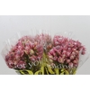 Blushing Bride Pink 2/5 Flowers