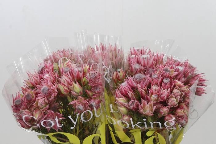 <h4>Blushing Bride Pink 2/5 Flowers</h4>