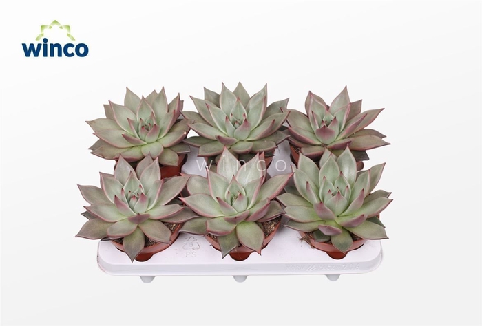 <h4>Echeveria Sirius</h4>