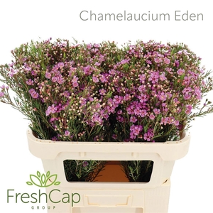 CHAME EDEN