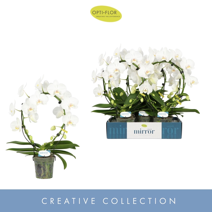 <h4>Mirror Miracle Aurora 2 spike</h4>