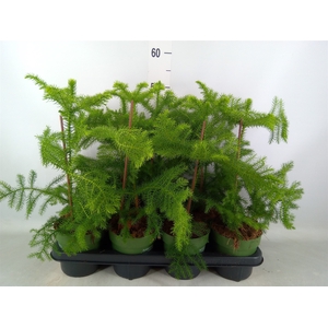 Araucaria heterophylla