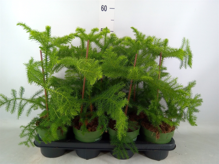 <h4>Araucaria heterophylla</h4>