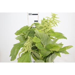 AMARANTHUS VERDE