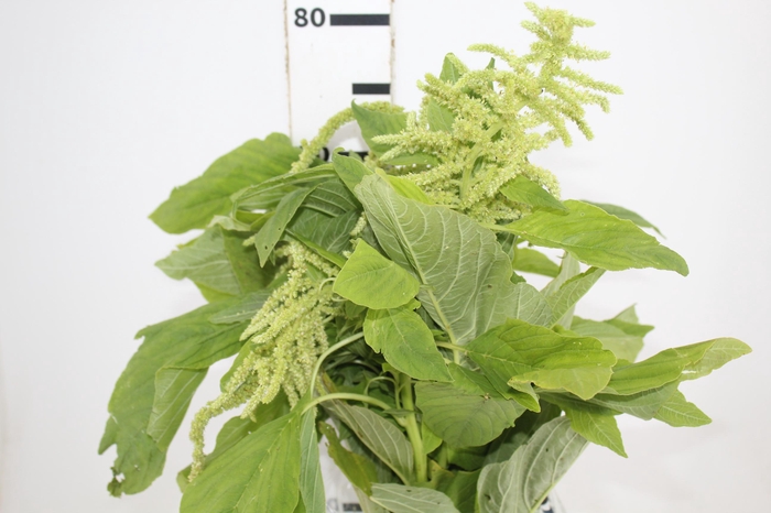 <h4>AMARANTHUS VERDE</h4>