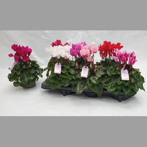 Cyclamen MD 'Macro'