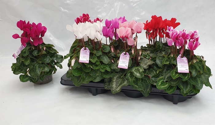 <h4>Cyclamen MD 'Macro'</h4>