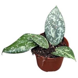 Hoya Overig Verticillata Nganjuk