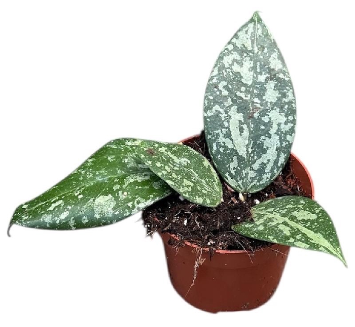 <h4>Hoya Overig Verticillata Nganjuk</h4>