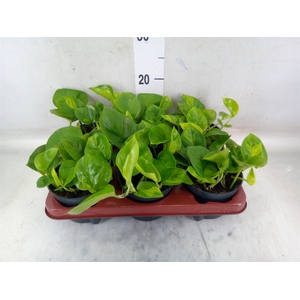 Epipremnum pinn. 'Global Green'