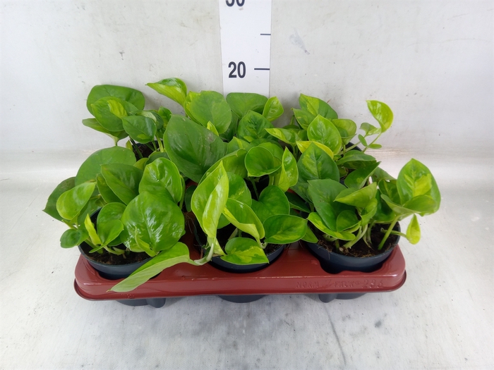<h4>Epipremnum pinn. 'Global Green'</h4>