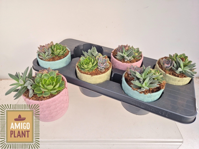 <h4>SUCC GEM 3 SRT</h4>