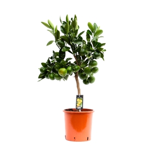 Citrus Mandarin Satsuma