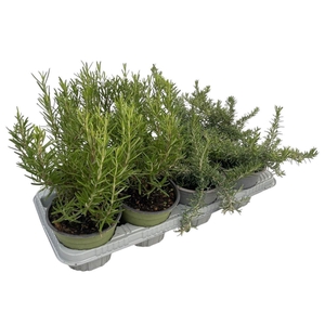 Rosmarinus Gemengd In Tray