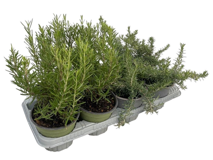 <h4>Rosmarinus Gemengd In Tray</h4>